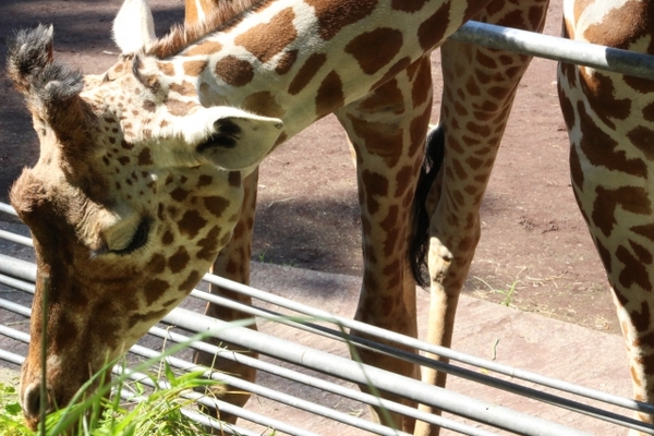 「福山市立動物園」の楽しみ方を徹底解説！デートや子供とのお出かけに！のイメージ
