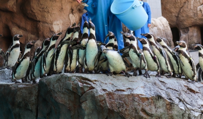 宮島水族館「みやじマリン」の楽しみ方ガイド！料金&割引情報やお土産も！のイメージ