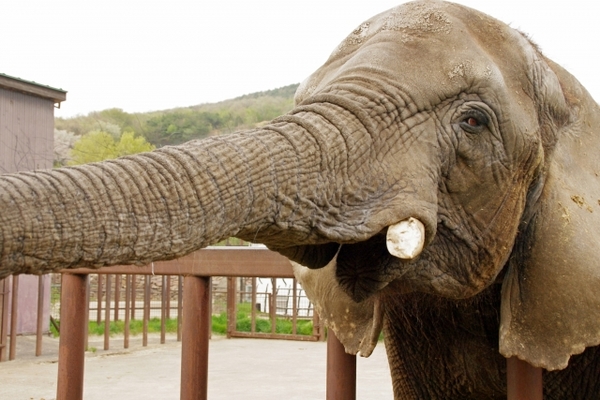 「秋吉台サファリランド」で希少な動物達に出会おう！可愛いお土産も紹介！のイメージ