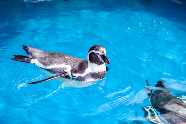 市立しものせき水族館「海響館」の見所は？お土産やレストラン情報も！のイメージ