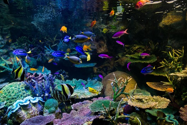 周防大島「なぎさ水族館」には最大級のタッチングプールあり！料金も解説！のイメージ