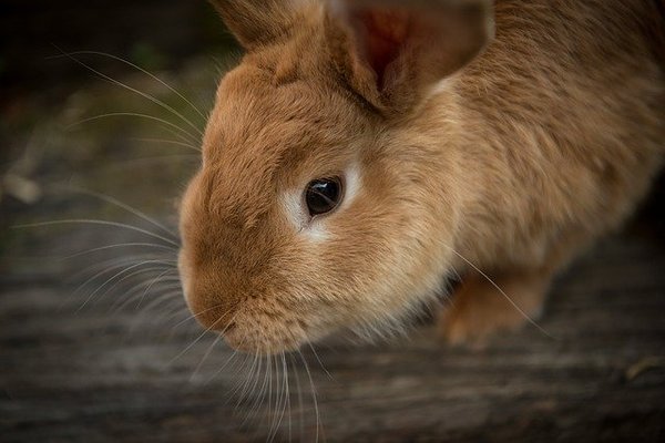 「大久野島」を味わう観光の魅力とは？可愛いうさぎや毒ガスの歴史の島へ！のイメージ