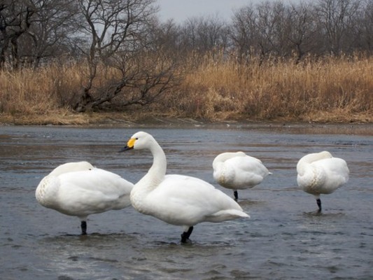 「米子水鳥公園」は日本屈指の野鳥の飛来地！見られる種類や時期は？のイメージ