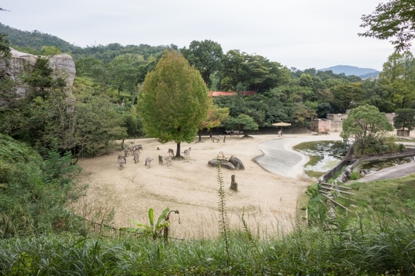 「安佐動物公園」の楽しみ方を徹底解説！出会える動物やナイトサファリ情報！のイメージ