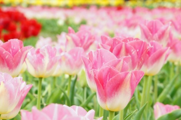 雨でも楽しめる！とっとり花回廊で花に囲まれた時間を満喫しよう！のイメージ